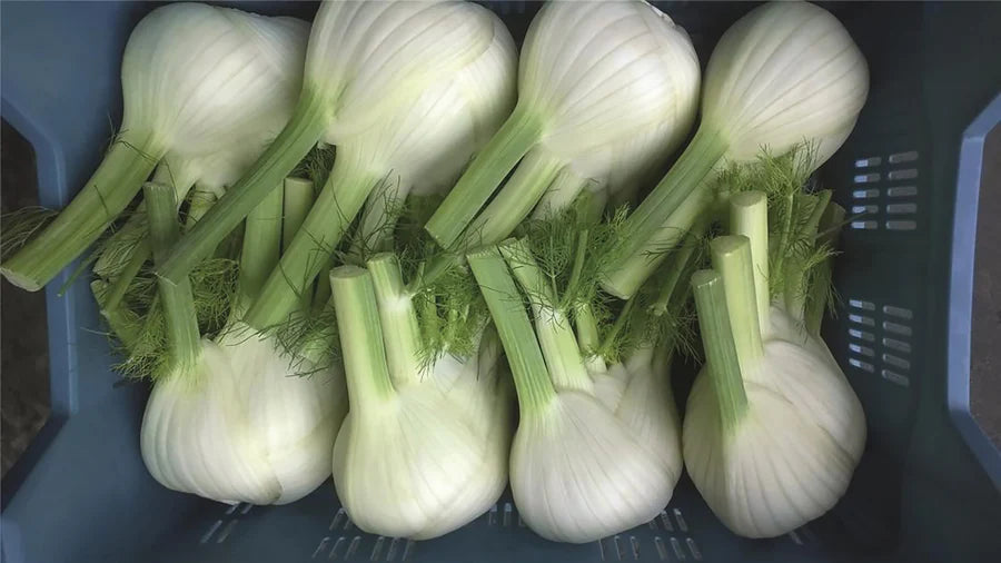 Fennel Dragon Hybrid Organic