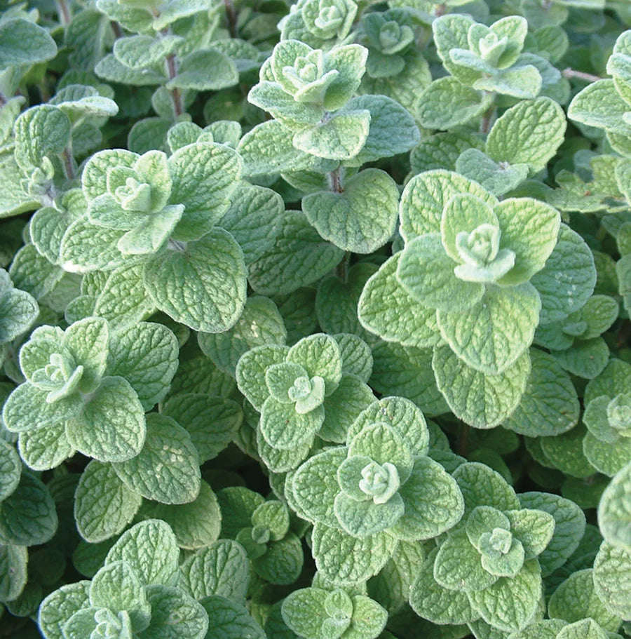 Oregano Zaatar Organic