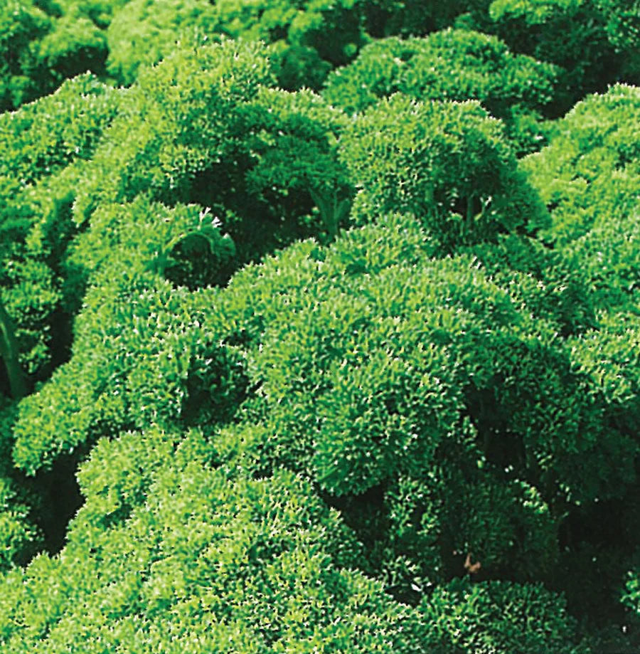 Parsley Green Pearl Organic