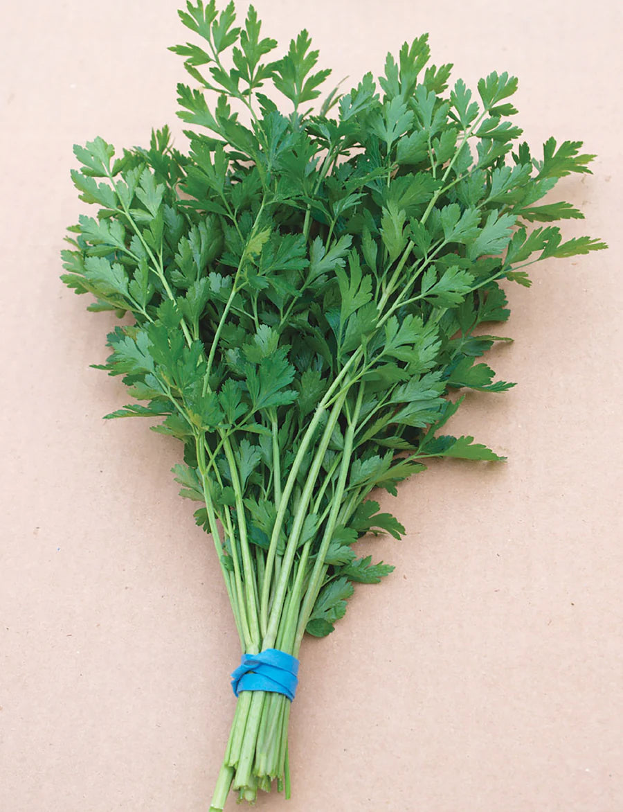 Parsley Dark Green Italian