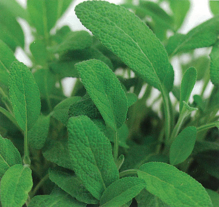 Sage Fanni Organic