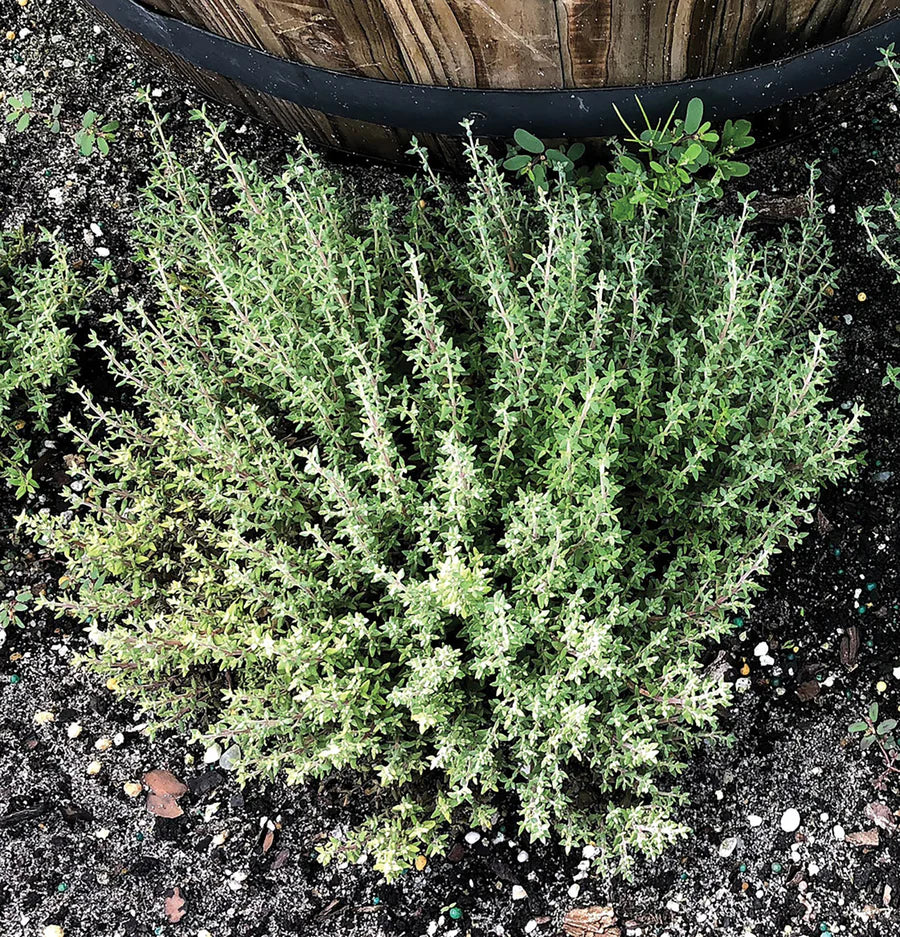 Thyme Orangelo