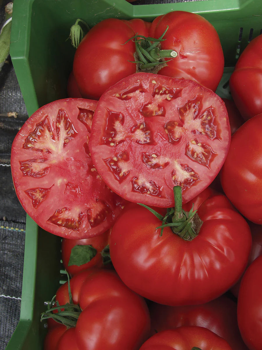 Tomatoes Country Taste Hybrid Organic