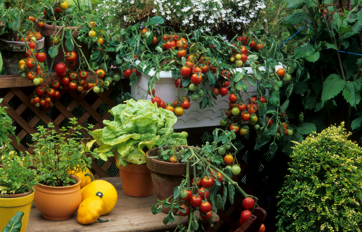 Super Sweet Tomato Seed Pods