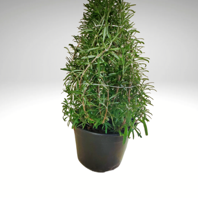 Plant, Rosemary, large