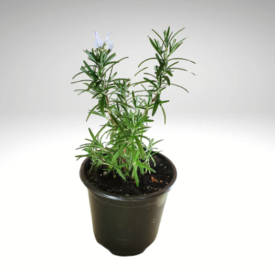 Plant, Rosemary, Small