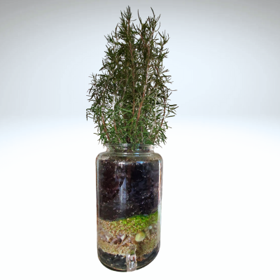 Plant, potted, large rosemary