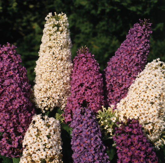 Buddleja Butterfly Bush