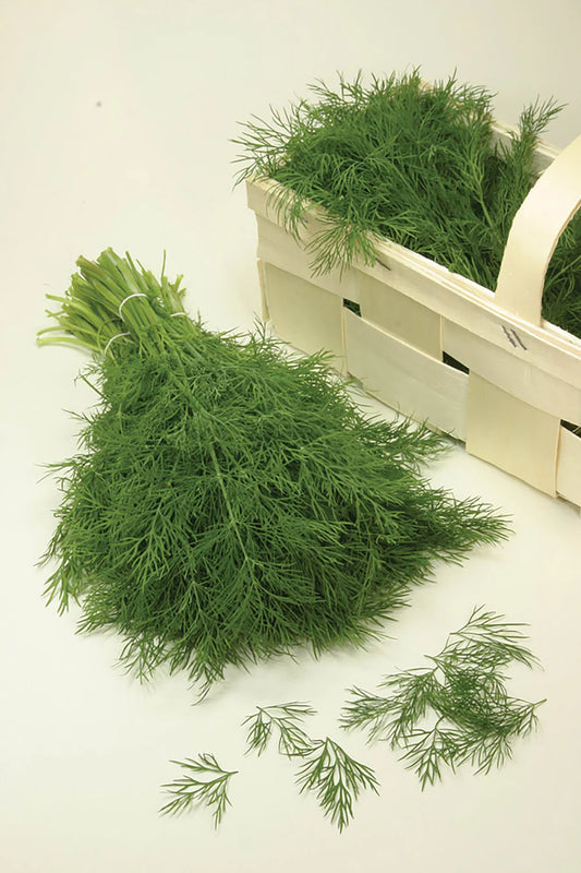 Dill Hera Organic