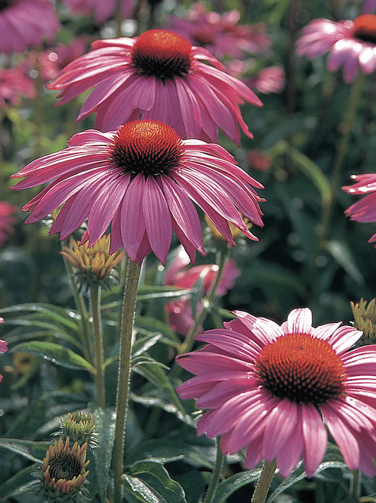 Echinacea Primadonna Deep Rose