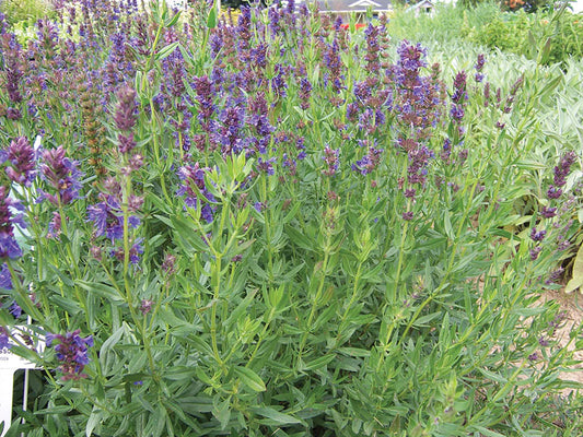 Hyssop