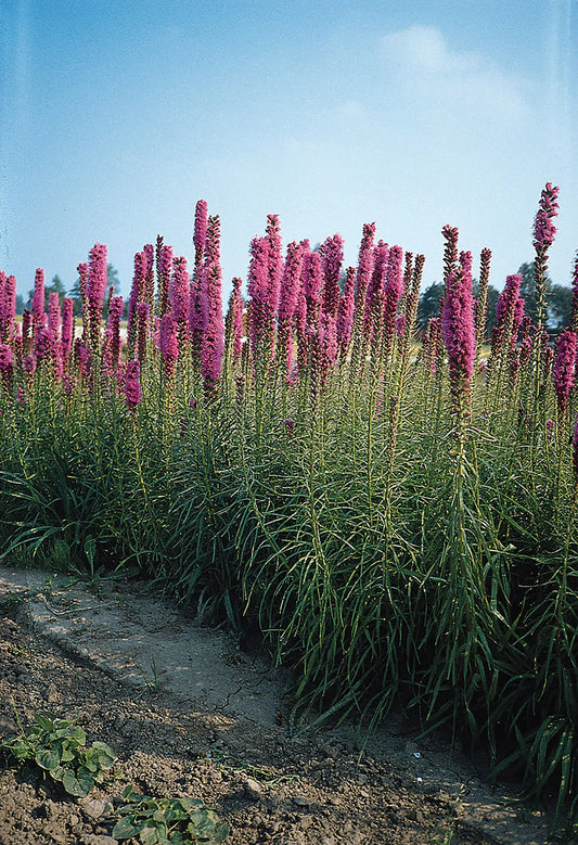 Liatris Florist Strain Purple (Blazing Star)