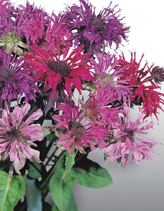 Monarda Panorama Mix