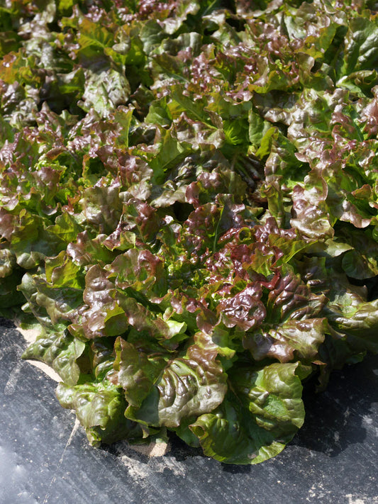 Lettuce New Red Fire Organic