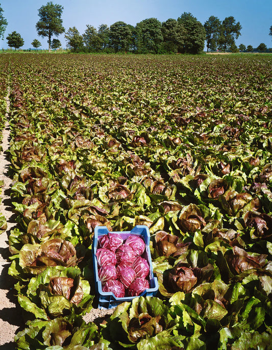 Radicchio Indigo Hybrid