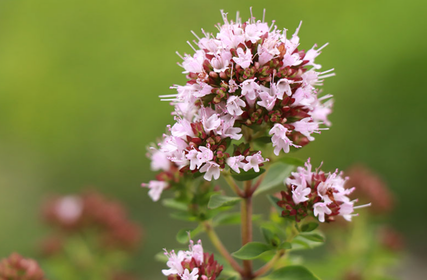 Marjoram Seed Pods