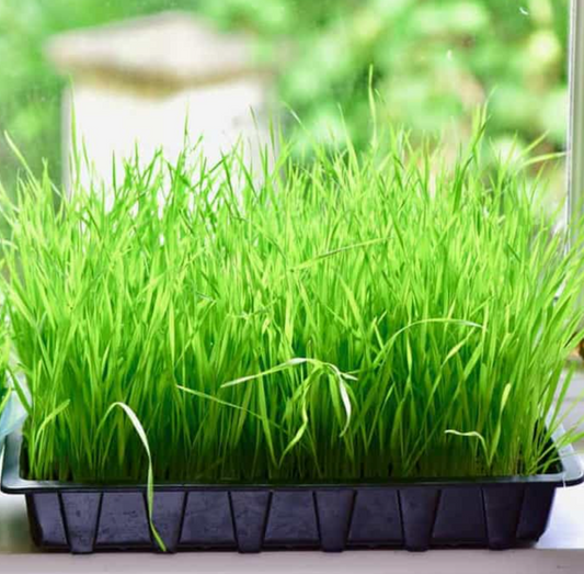 Wheatgrass Microgreens Tray