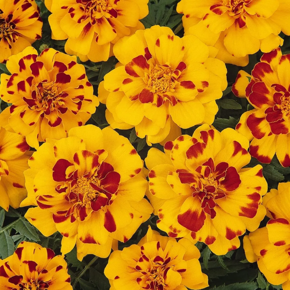 French Marigolds Flower Seed pods