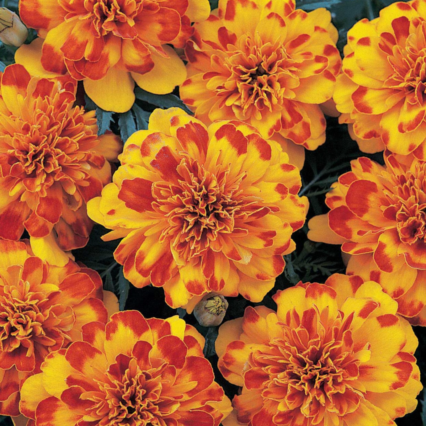 French Marigolds Flower Seed pods