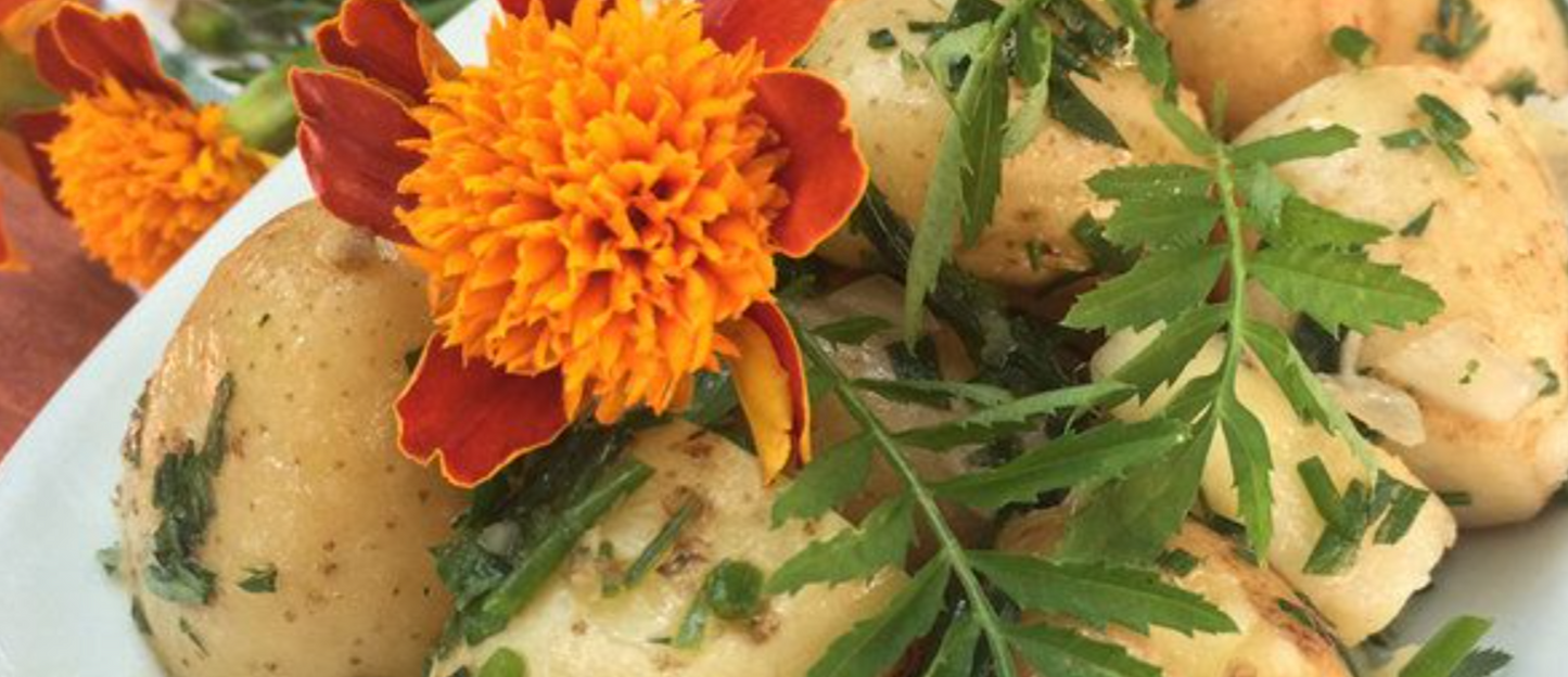 French Marigolds Flower Seed pods