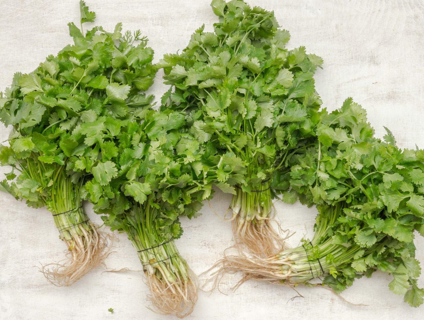 Cilantro Seed Pods