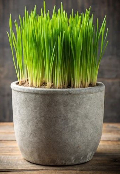Wheatgrass Seed pods