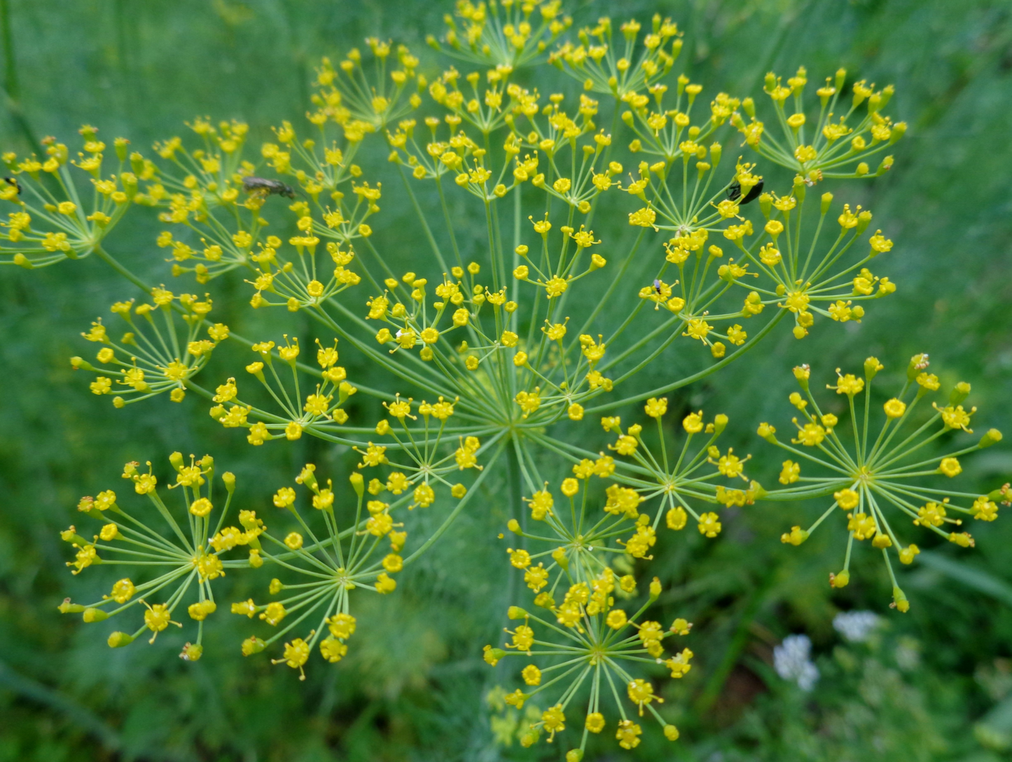 Dill Seed Pods