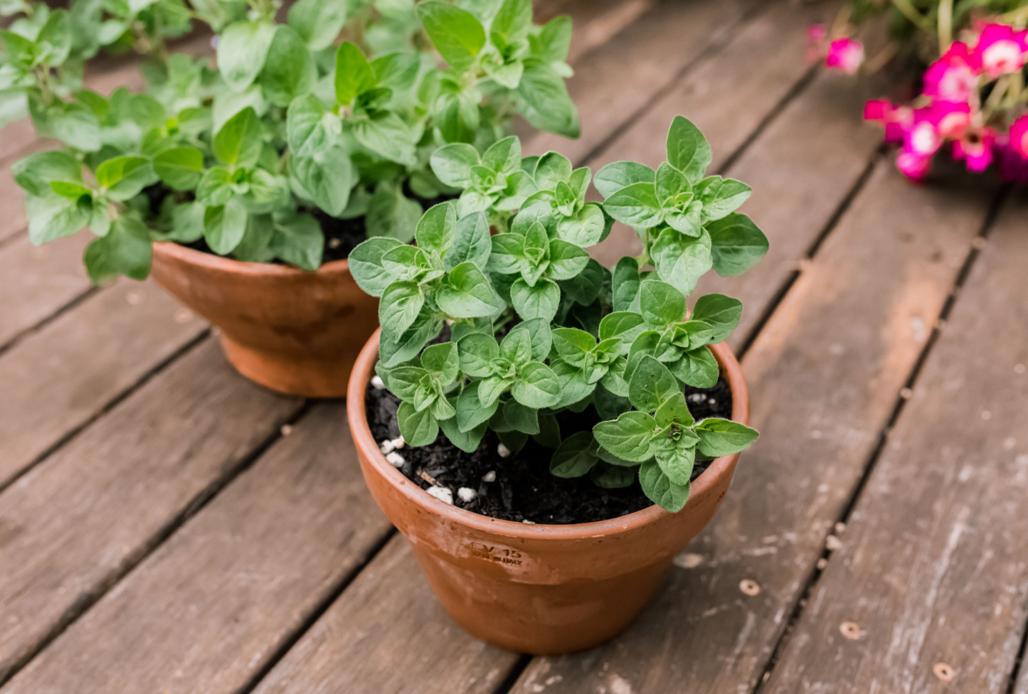 Oregano Seed Pods