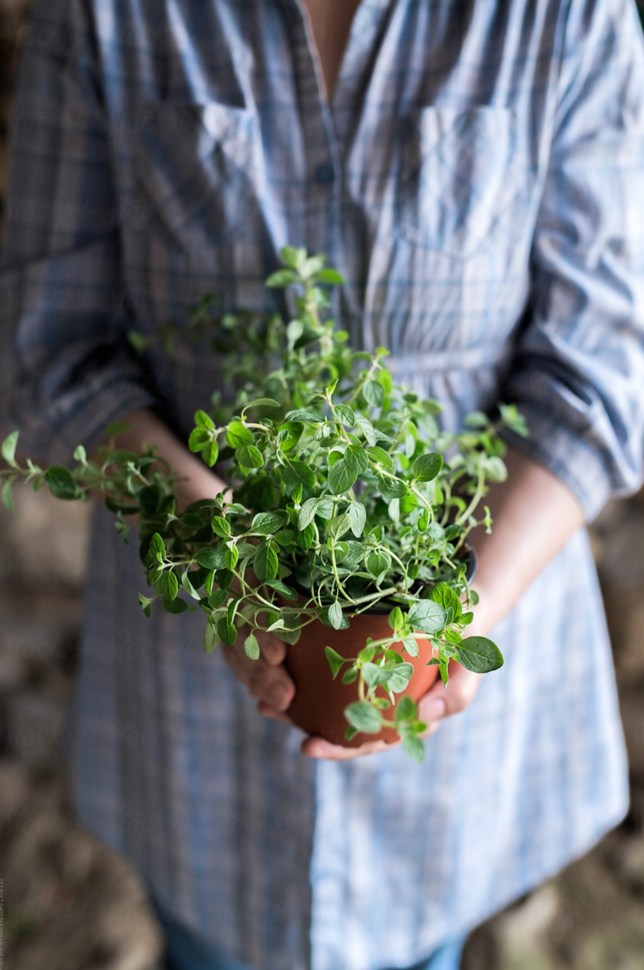 Oregano Seed Pods