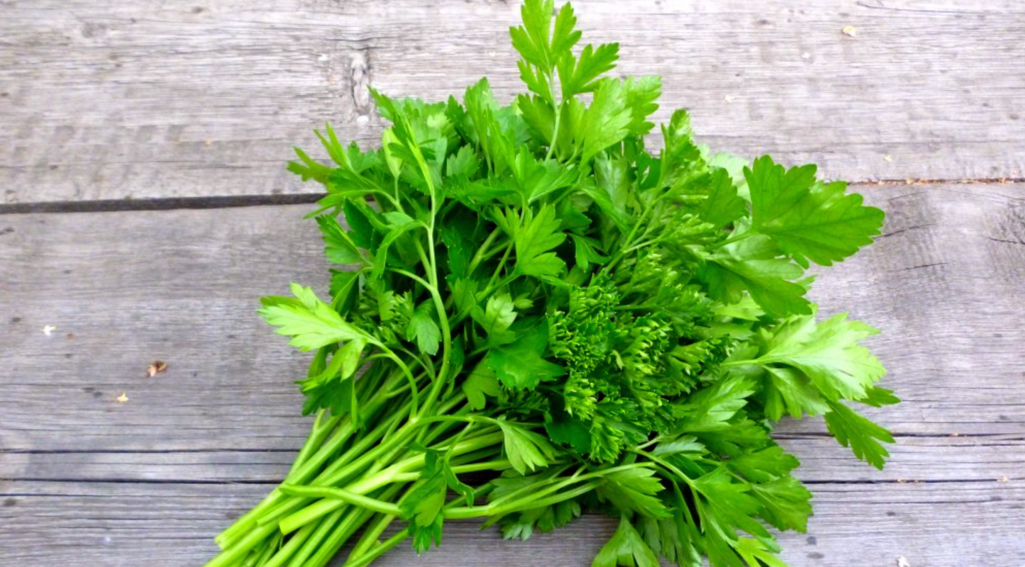 Parsley Seed Pods