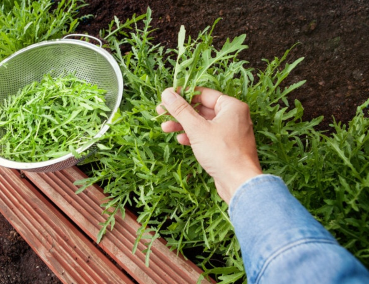 Quick Growing Arugula