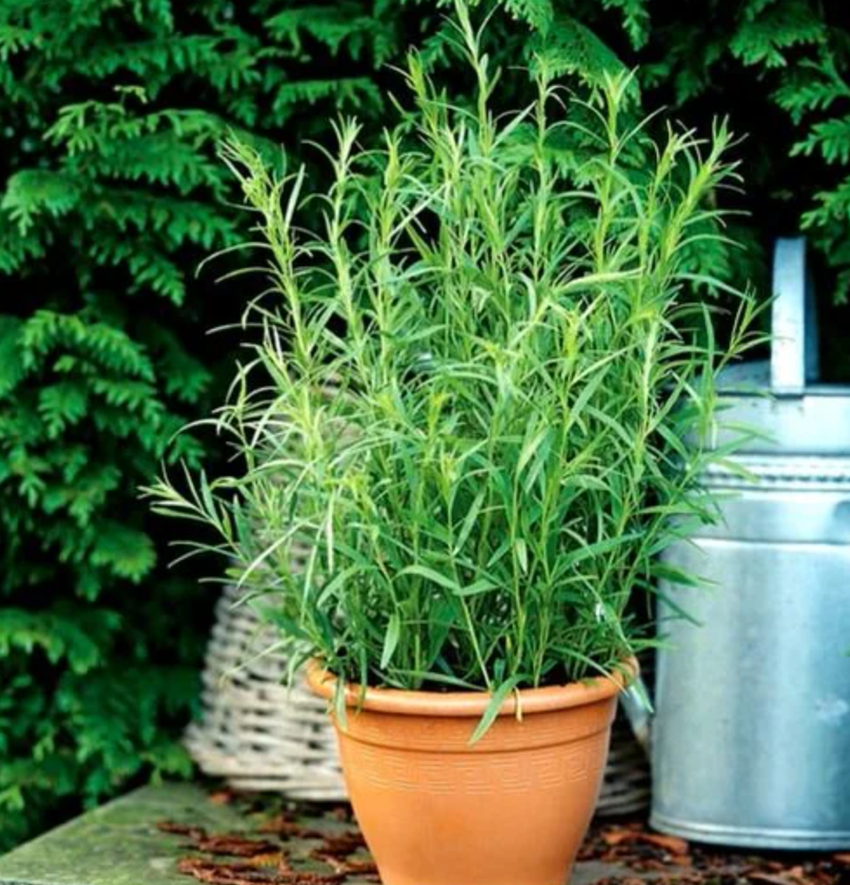 Tarragon Seed Pods