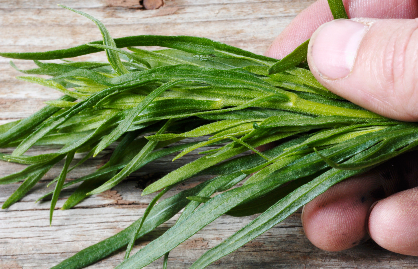 Tarragon Seed Pods