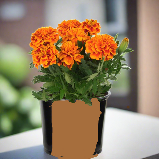 French Marigolds Flower Seed pods