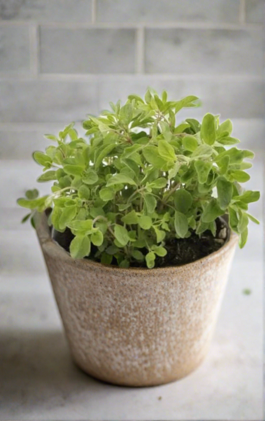 Marjoram Seed Pods