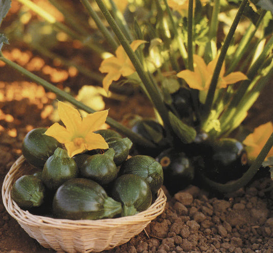 Summer Squash Eight Ball Hybrid