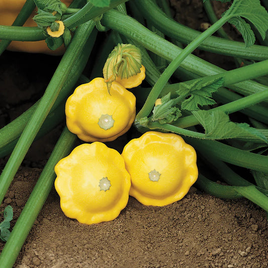 Summer Squash Sunburst Hybrid