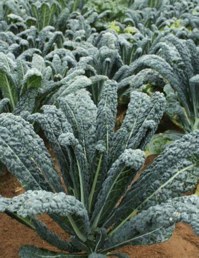 Kale Black Jack Hybrid Organic