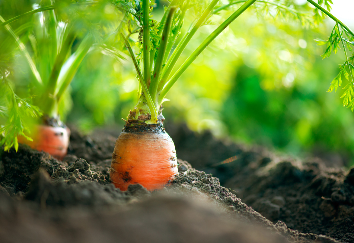 Quick Growing Carrots