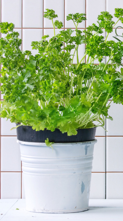 Parsley Seed Pods