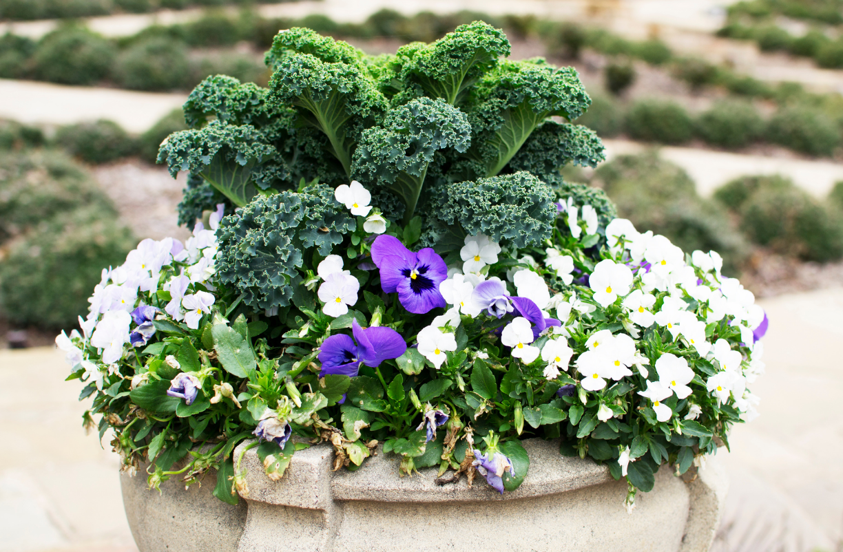 Quick Growing Kale