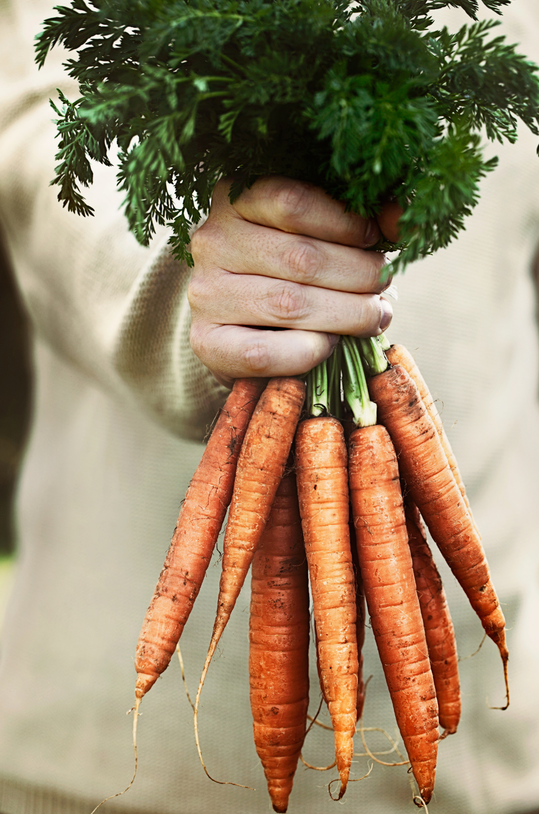 Quick Growing Carrots