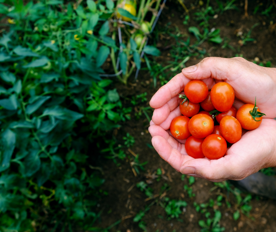 Super Sweet Tomato Seed Pods