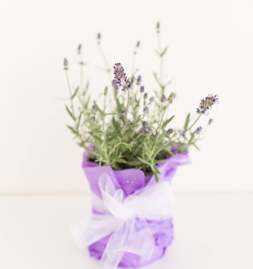 Lavender Seed Pods