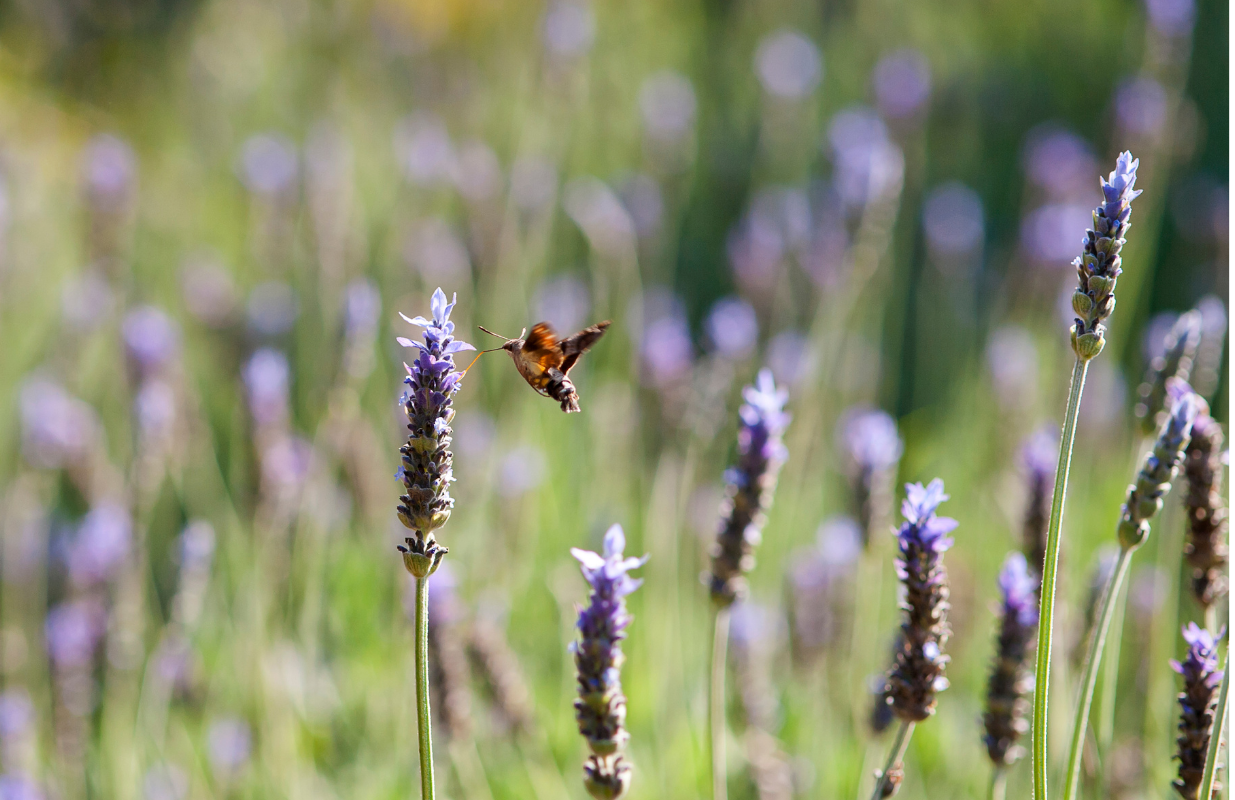 Lavender Seed Pods