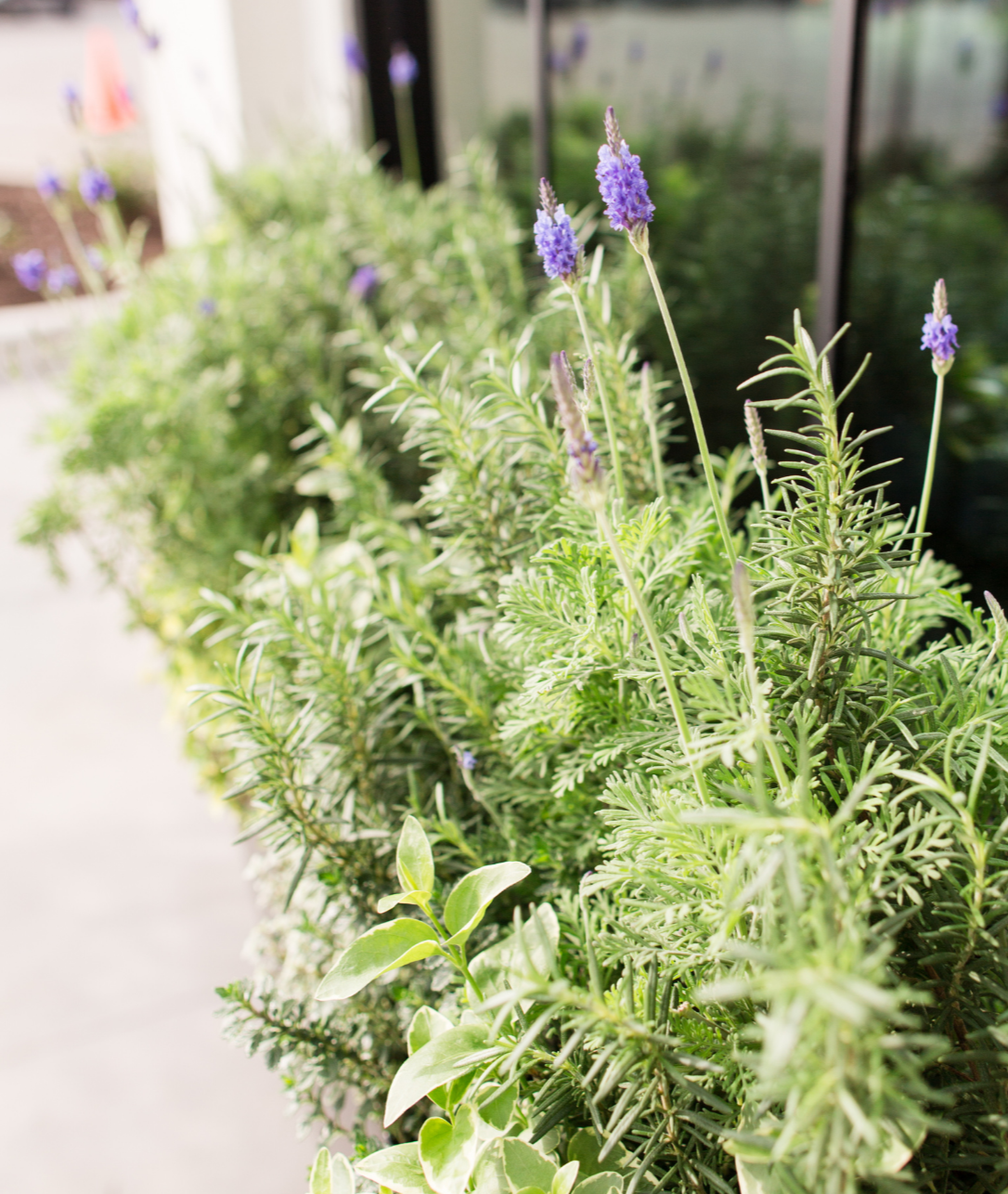 Lavender Seed Pods