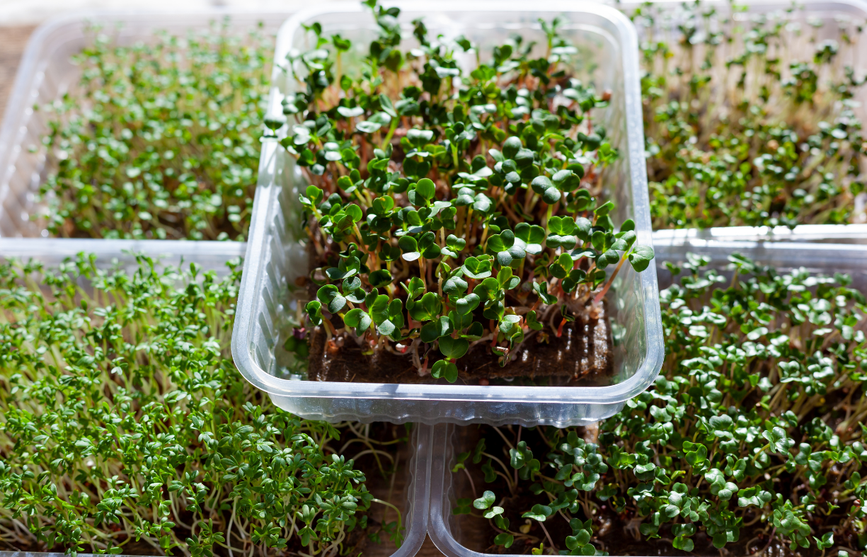 Arugula - Broccoli Rabe Microgreens Tray