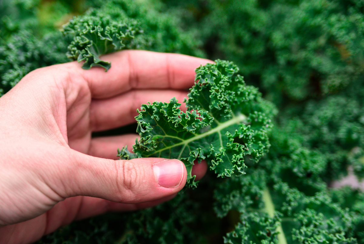 Quick Growing Kale