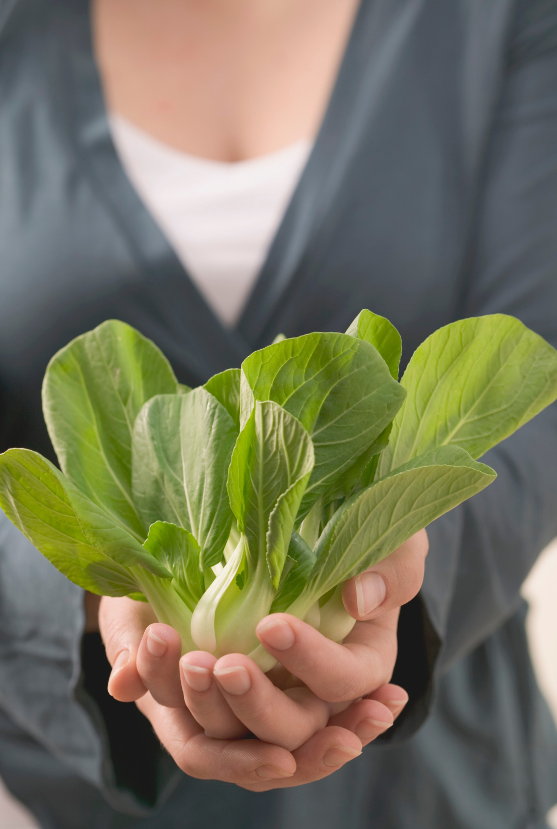 Quick Growing Pak Choi