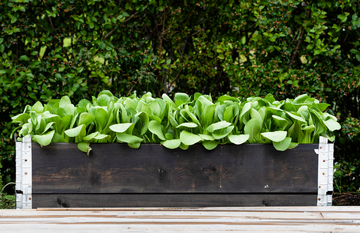 Quick Growing Pak Choi